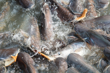 Catfish are eating in the fish pond