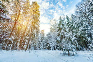 Road through winter mountain forest