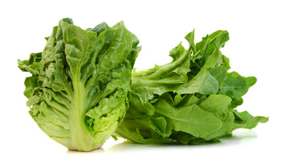 Fresh lettuce