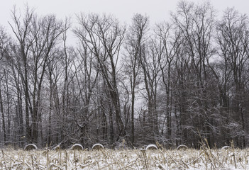farmers field with bales of hay and woods behind on a snowy day