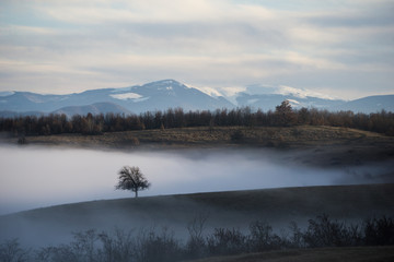 Solitary, fog engulfed tree on a small hill with the carpathians in the background