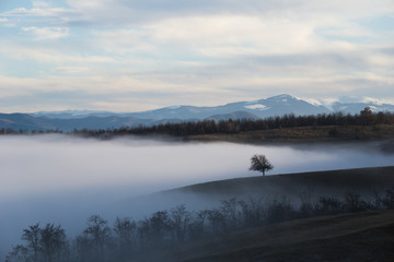 Solitary tree on a hill overlooking a fog filled valley with the snow topped carpathian mountains in the background
