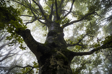 Obraz premium albero della saggezza