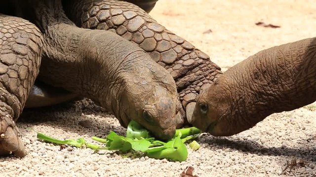 Giant turtles, dipsochelys gigantea in island Mauritius , Close up
