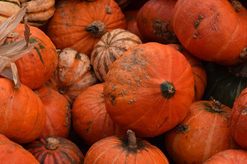 Gourds in a Pile, Closeup Abstract Texture Background