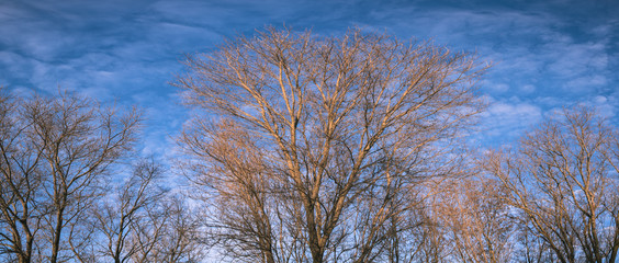 Panoramic photo of trees with no leaves and orange sunset glow set against a blue winter sky.