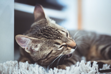Chaton mignon qui mâche un objet