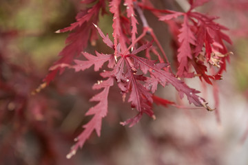 Japanese Maple Leaves Close Up 1 