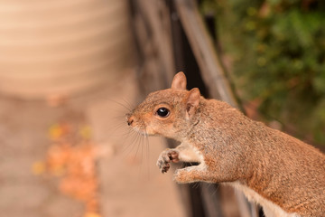 Squirrel in the Park Sniffing a Woman's Hand