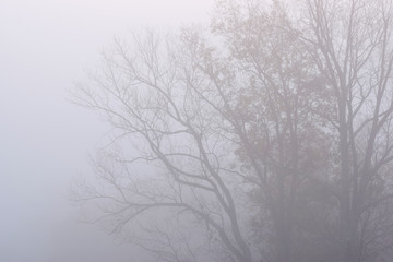 Tree Branches in the Fog