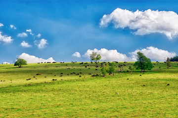 Herd of cows on a green meadow with fresh grass.