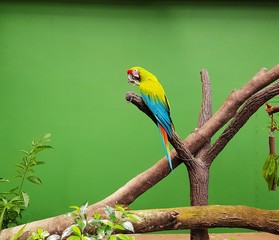 Green Macaw 