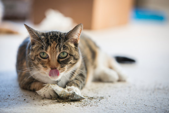 Cat playfully licking catnip off her lips