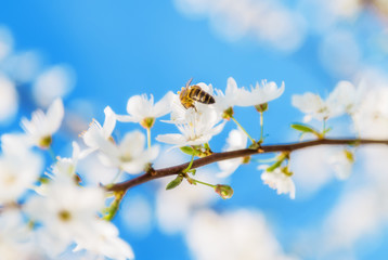 White cherry flowers on a blue sky, Honey bee flying - Spring abstract scenes.