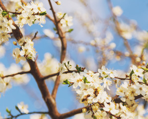 Obraz premium Honey bee flying on Cherry Blossom in spring with Soft focus, Sakura season