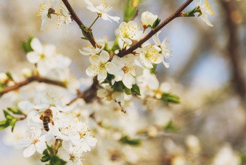 Honey bee flying on Cherry Blossom in spring with Soft focus, Sakura season- Spring abstract scenes.