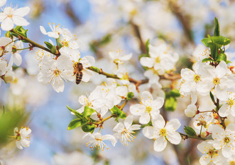 Obraz premium Honey bee on Cherry Blossom in spring with Soft focus, Sakura season- Spring abstract scenes.