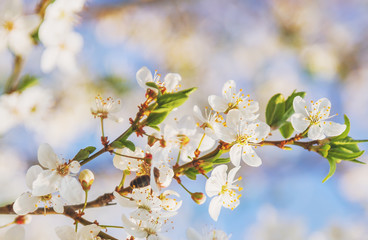 Obraz premium Sakura Flower or Cherry Blossom With Honey bee flying.