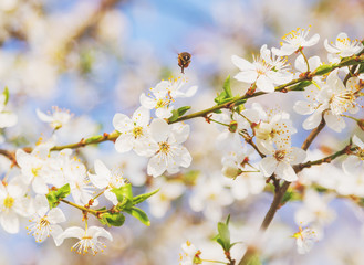 White cherry flowers on a blue sky, Honey bee flying - Spring abstract scenes.