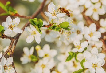 Honey bee flying on Cherry Blossom in spring with Soft focus, Sakura season