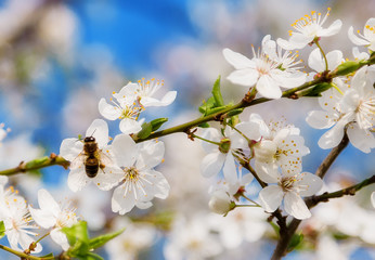 Obraz premium Sakura Flower or Cherry Blossom With Honey bee flying.