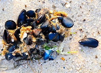 Cluster Of Mussel Shells