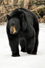 Fototapeta premium Black Bear Out For A Stroll