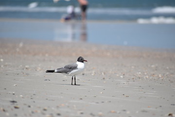 Piercing eyes watching, senses alert. Tracking a path none knows.