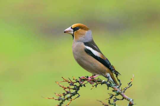 Coccothraustes coccothraustes hawfinch