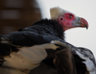 buitre de cabeza blanca. Animal africano, con la cara rosa