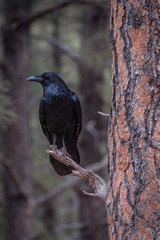 large black crow in tree