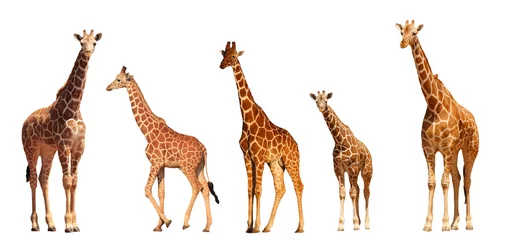 Wall murals Giraffe Reticulated Giraffe family, mothers and young, isolated on white background