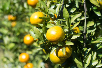 Ripe shogun orange hanging on tree. tangerine fruit