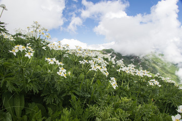 Fototapeta premium mountain