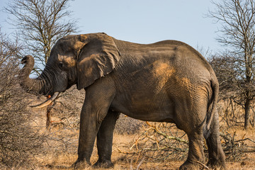 Fototapeta premium Elephant grazing in bush