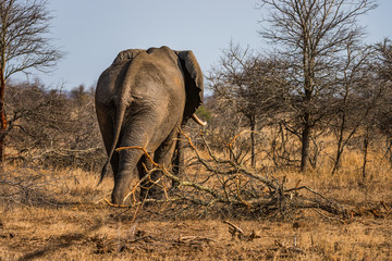 Elephant grazing in bush