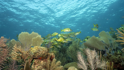 Healthy Coral Reefs of Queen's Gardens in Cuba