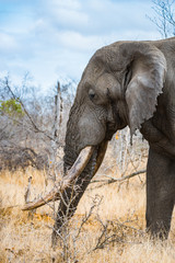 Obraz premium Large bull elephant (young tusker) in bush veld