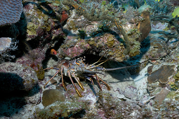 Large Lobster in his crevice in Queen's Gardens, Cuba