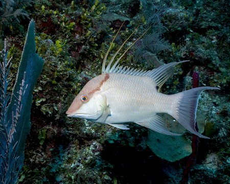 Hogfish in Queen's Gardens, Cuba