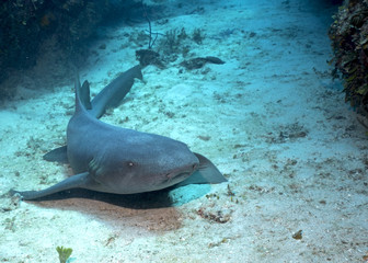 Nurse Shark in Queen's Gardens , Cuba