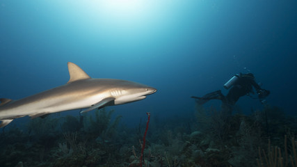 Silky Shark in Queen's Gardens, Cuba