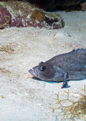 Soap Fish in Queen's Gardens, Cuba