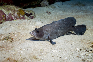 Soap Fish in Queen's Gardens, Cuba