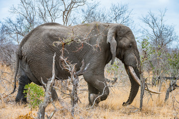 Large bull elephant (young tusker) in bush veld