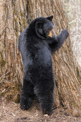 Obraz na płótnie Canvas Black Bear - Over The Shoulder