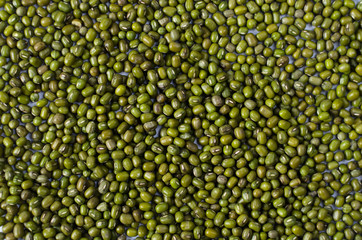 Mung beans isolated on white background. also known as moong bean, green gram, green bean. its in legume family species
