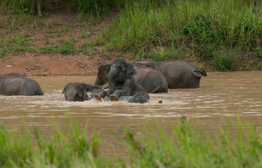 Wild elephants enjoy the water