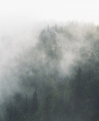 Foggy pine forest in the clouds