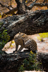 Leopard preached on tree branch